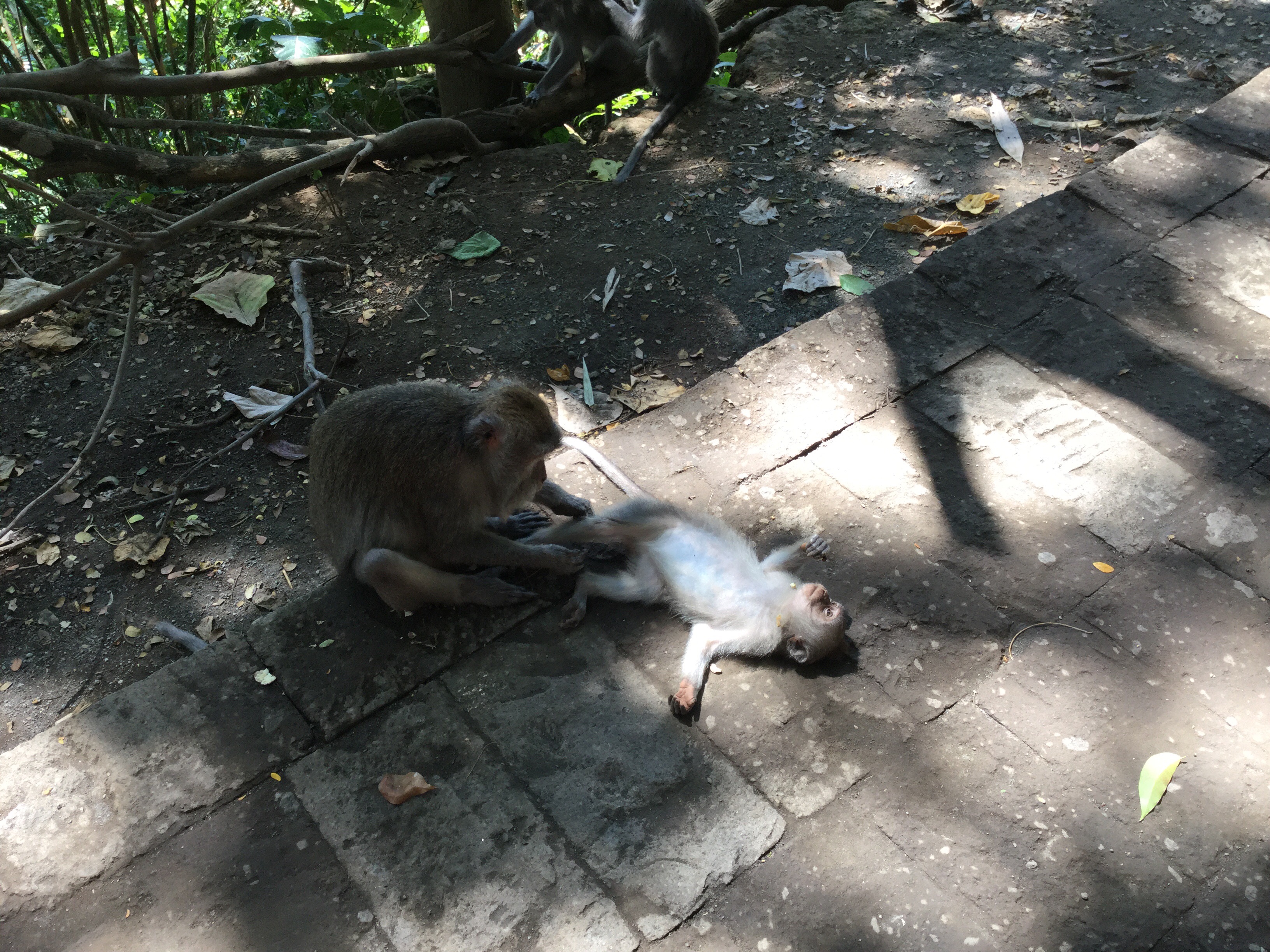 Sacred Monkey Forest Bali