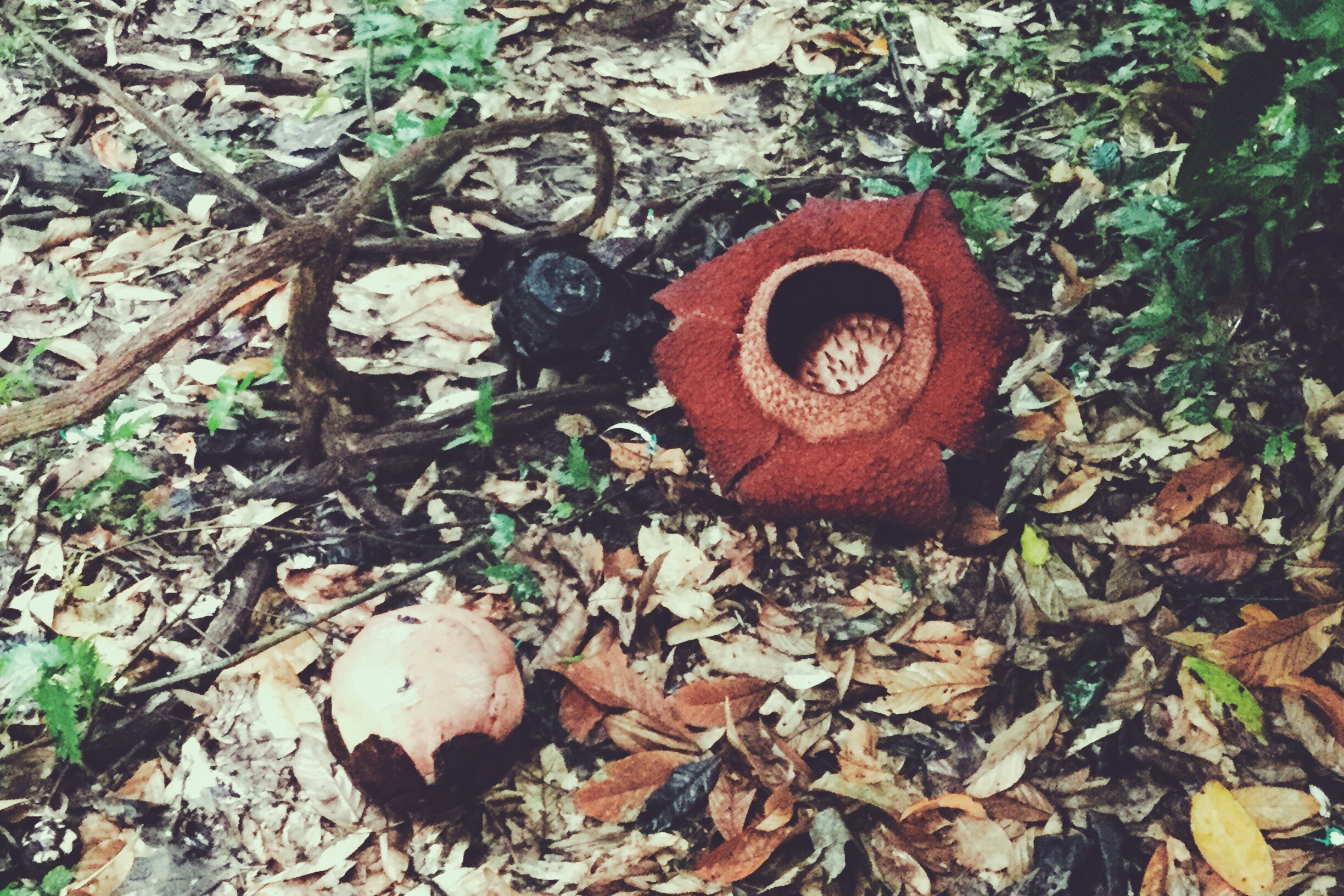 Rafflesia Borneo