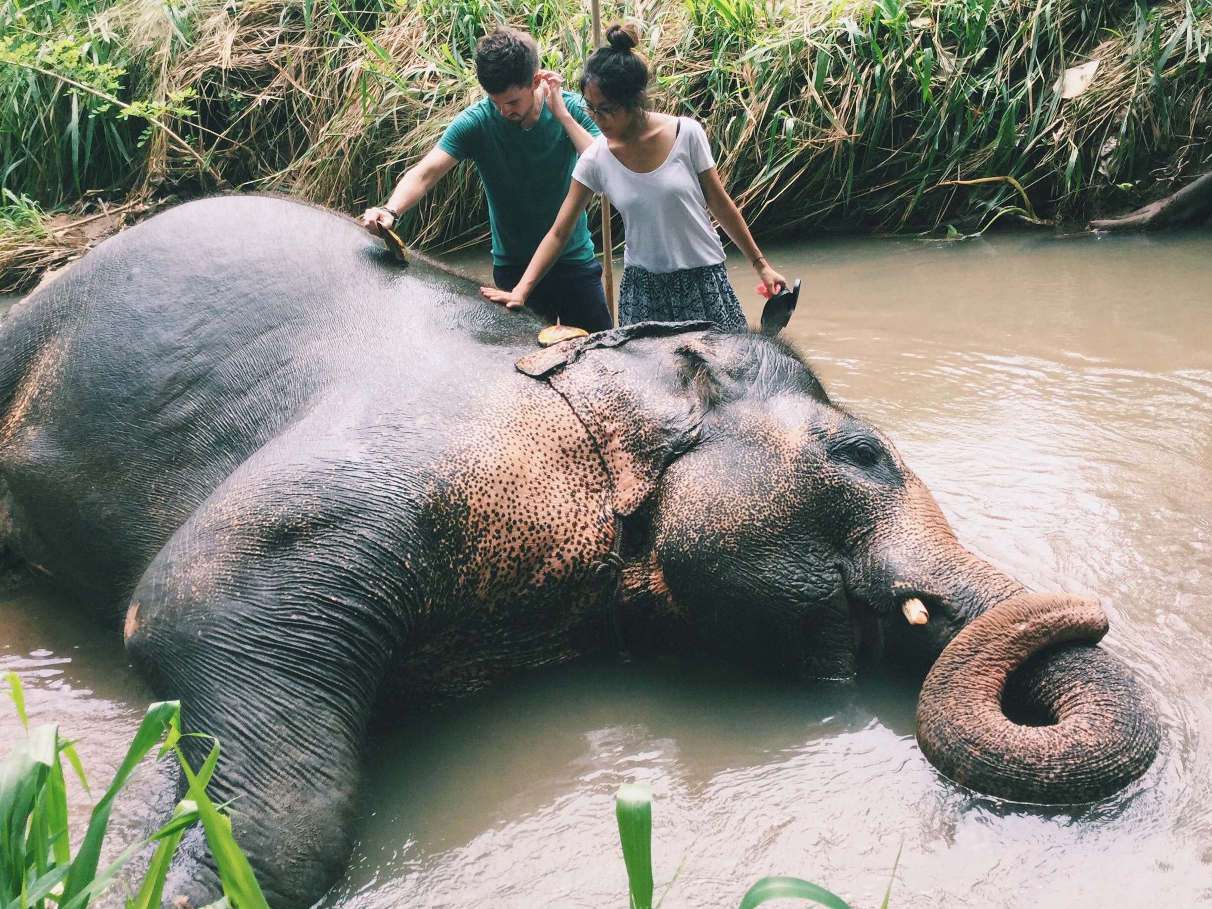 Washing Elephants in Sri Lanka