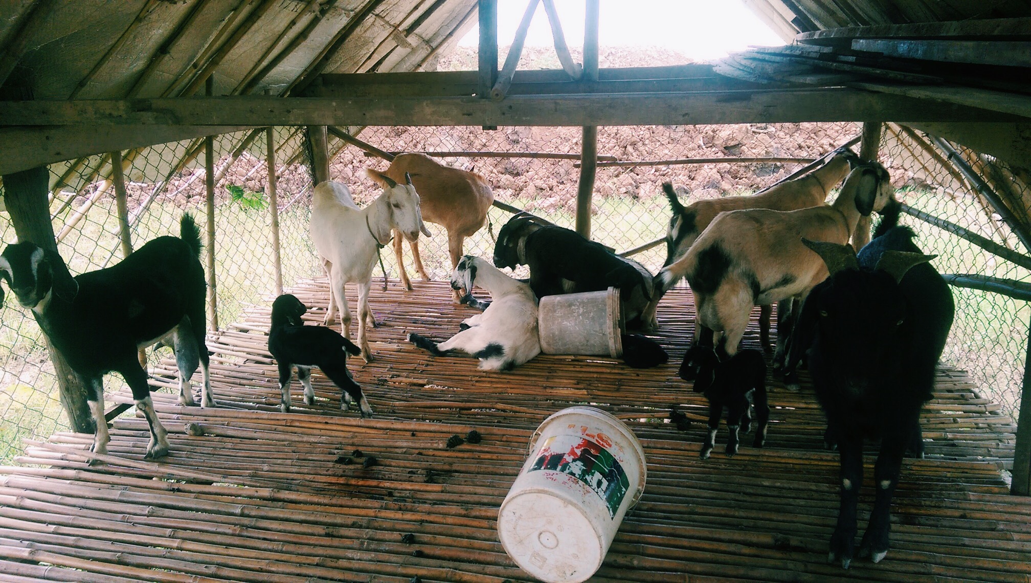 goats phnom penh